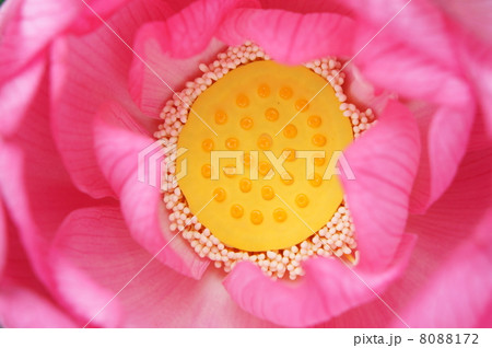 古代蓮　蓮の花 8088172