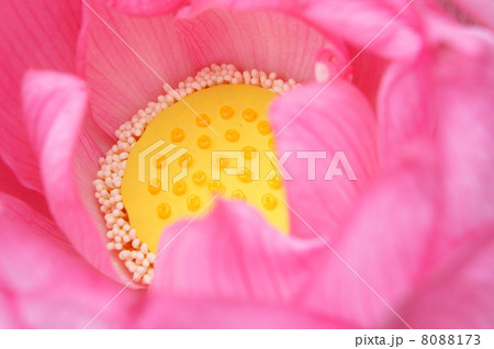 古代蓮 蓮の花 古代蓮 蓮の花 8088173
