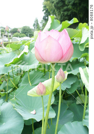 古代蓮 蓮の花 古代蓮 蓮の花 8088176