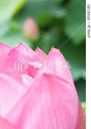 古代蓮　蓮の花 8088180