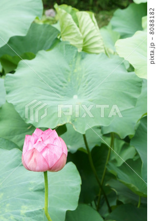 古代蓮 蓮の花 古代蓮 蓮の花 8088182