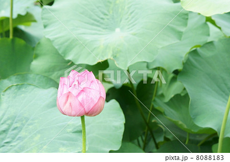 古代蓮 蓮の花 古代蓮 蓮の花 8088183