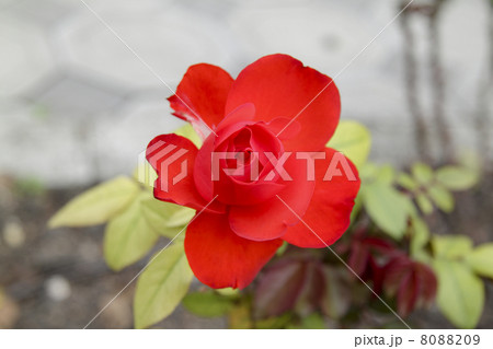 red flower 8088209