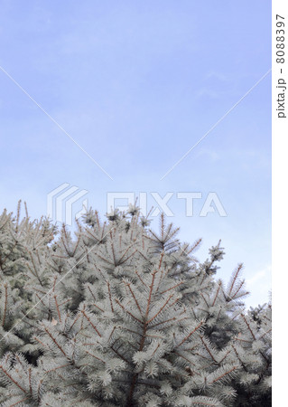 Pine tree against sky Pine tree against sky 8088397