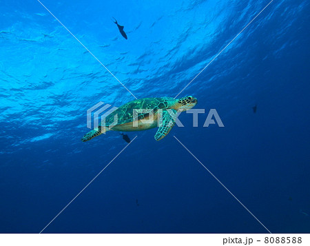 ウミガメ ウミガメ 8088588