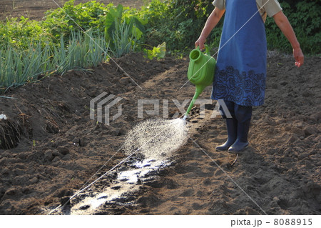 水やり 8088915