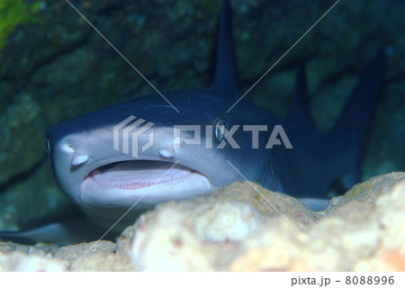 ネムリブカ 8088996