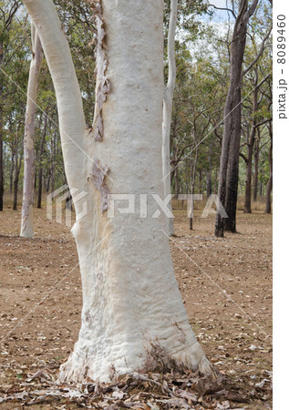 ガムツリーの表皮 8089460