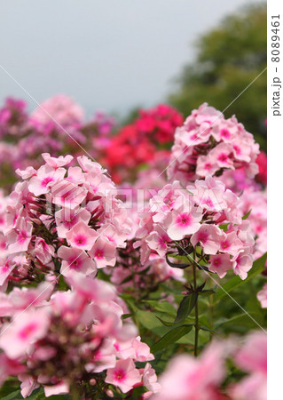 宿根フロックス 8089461