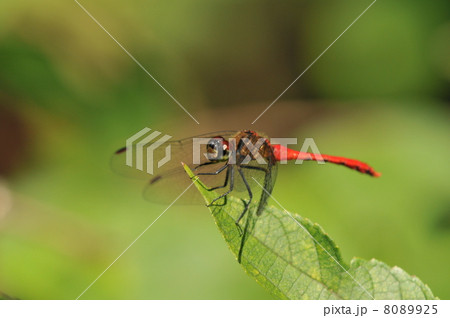 秋の昆虫　～マユタテアカネ～ 8089925