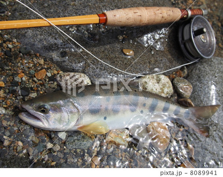 フライフィッシングで釣れたヤマメ 8089941