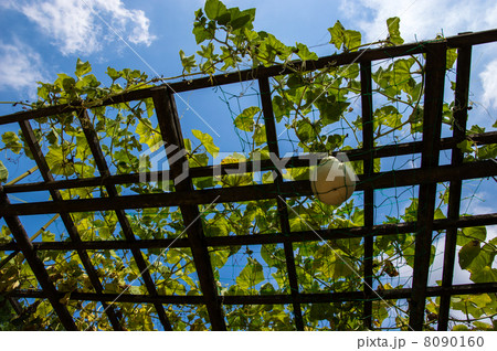 瓢箪のグリーンカーテン 8090160