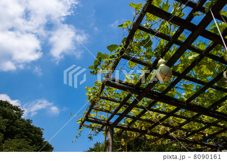 瓢箪のグリーンカーテン 瓢箪のグリーンカーテン 8090161