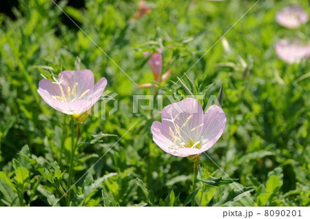 風に揺れるヒルザキツキミソウ 8090201