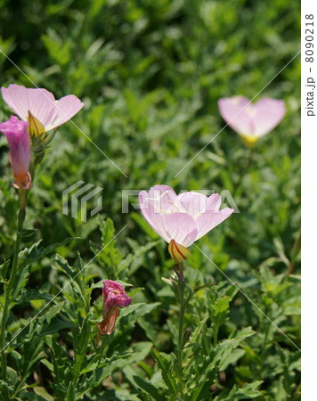 風に揺れるヒルザキツキミソウ 8090218