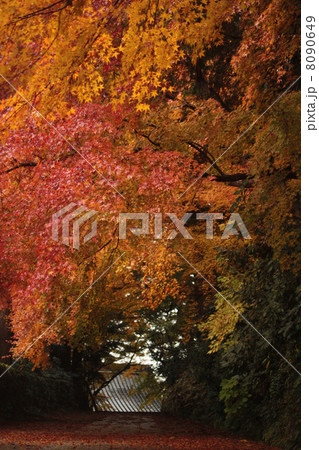 紅葉のトンネル（縦） 8090649