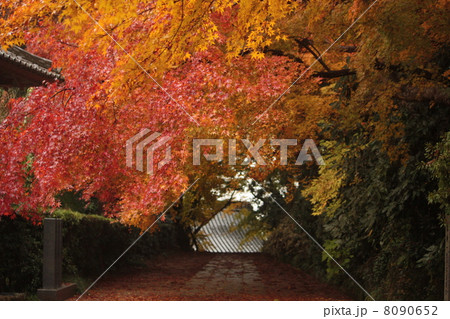 紅葉のトンネル（横） 8090652