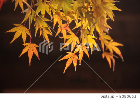 紅葉 紅葉 8090653