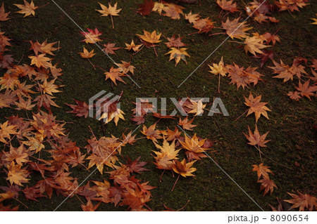 紅葉 8090654