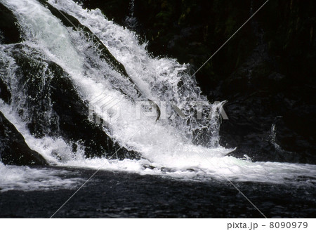 Salmon run-2 8090979