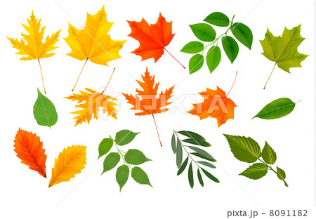 Big collection of colorful leaves. Vector illustration. 8091182