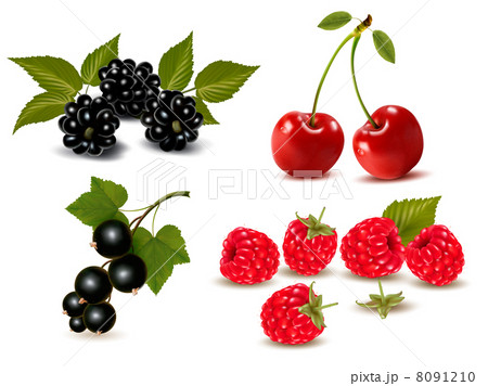 Big group of fresh berries and cherries. Vector illustration 8091210
