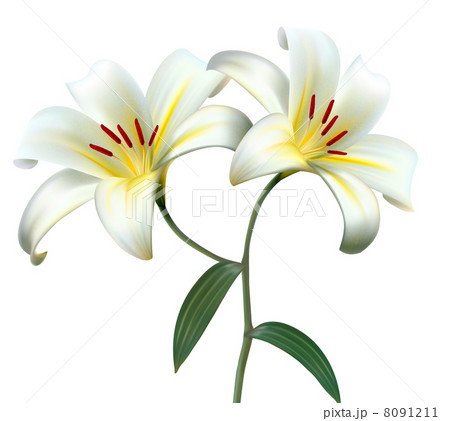 Holiday background with two white lilies. Vector. 8091211