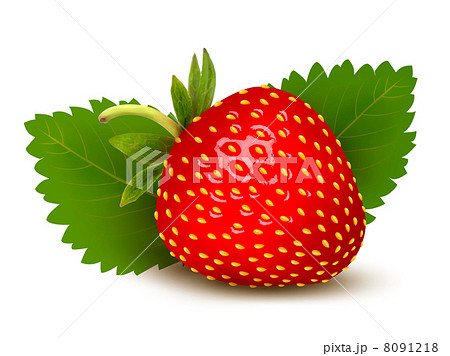 Strawberry with leaves . Vector. Strawberry with leaves . Vector. 8091218