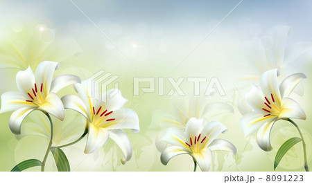 Nature background with white lilies. Vector. Nature background with white lilies. Vector. 8091223