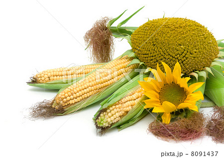 corn and sunflowers on a white background 8091437