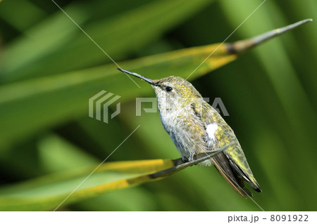 Hummingbird 8091922