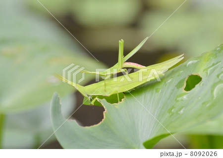 おんぶバッタ おんぶバッタ 8092026