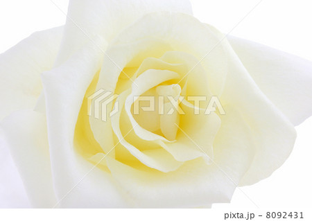 バラ・そどおり姫 8092431