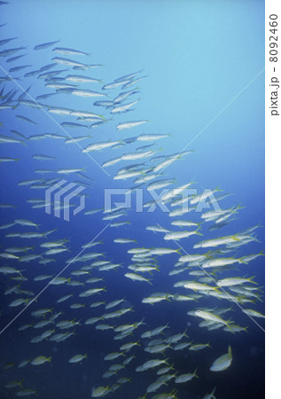 熱帯魚の群 8092460