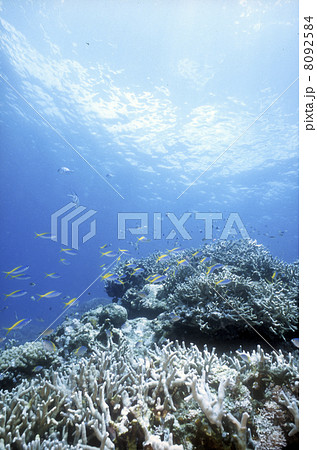 サンゴと熱帯魚 サンゴと熱帯魚 8092584