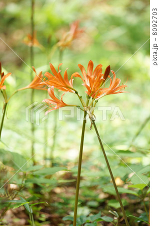 キツネノカミソリ 8092703