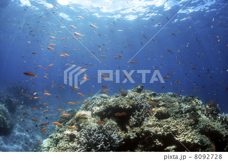 サンゴと熱帯魚 サンゴと熱帯魚 8092728