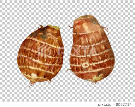 秋の味覚　里芋 8092734