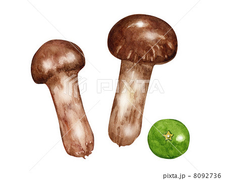 秋の味覚　まつたけ 8092736