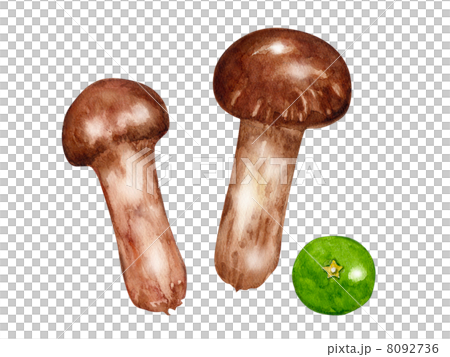 秋の味覚　まつたけ 8092736