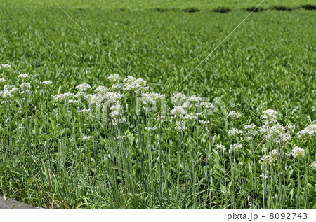 ニラの花 8092743