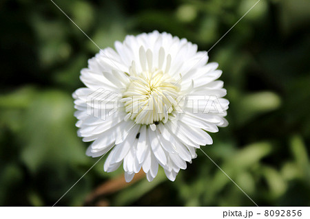 キク科の白い花の写真素材