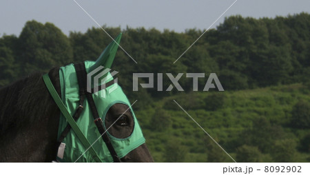 グリーンのメンコ 8092902