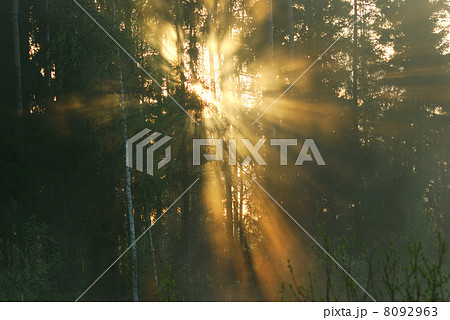 Sunbeams in the spring woods 8092963