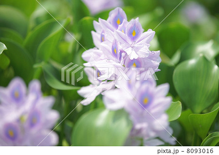 布袋葵・埼玉県加須市(道の駅・「童謡のふる里おおとね」) 布袋葵・埼玉県加須市(道の駅・「童謡のふる里おおとね」) 8093016