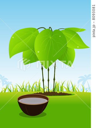 Kava Plant And Its Juice Served In Wood Bowl Kava Plant And Its Juice Served In Wood Bowl 8093081
