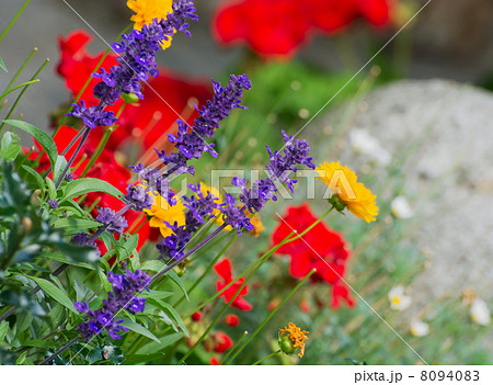 Mix of live flowers 8094083