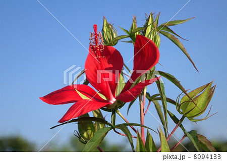 真夏の青空に映えるモミジアオイ(紅蜀葵) 真夏の青空に映えるモミジアオイ(紅蜀葵) 8094133