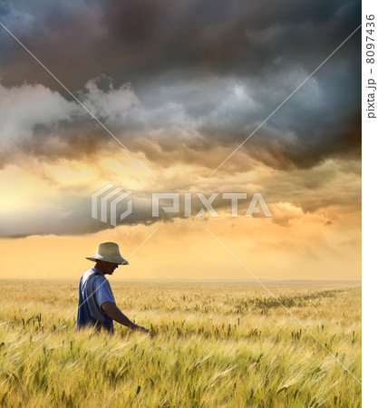 Farmer checking his crop of wheat Farmer checking his crop of wheat 8097436