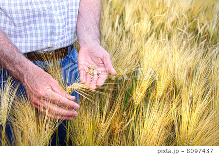 Hands with holding wheat grains 8097437